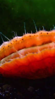 Karadeniz yumuşakçaları -Flexopecten ponticus, bir yumuşakçanın basit gözleri ve dokunaçları, Karadeniz