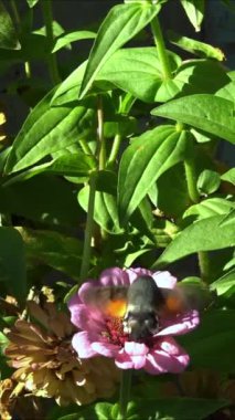 Şahin güvesi Macroglossum stellatarum, Hawkmoth kelebeği çiçeklerde nektar toplar.