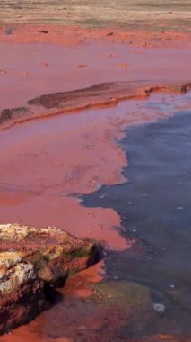 Planktonik kabuklu pembe yumurtalar Artemia salinası Ukrayna 'nın başkenti Kuyalnik' in hipersalin kıyılarında kıyıya vurdu.