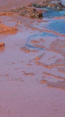 Planktonik kabuklu pembe yumurtalar Artemia salinası Ukrayna 'nın başkenti Kuyalnik' in hipersalin kıyılarında kıyıya vurdu.