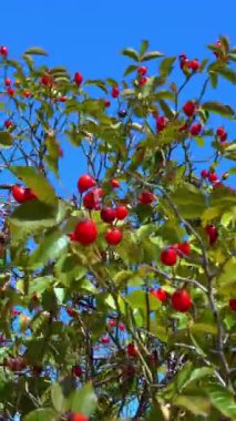 Mavi gökyüzüne, nehir kıyısına, Ukrayna 'ya karşı kırmızı yaban gülü kalçaları.
