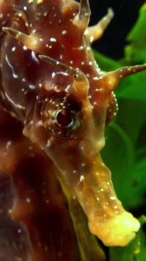Uzun burunlu deniz atı Hippocampus hipokampüsü Karadeniz 'de deniz tabanında, erkek kafasının yakın çekimi