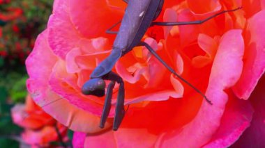 Hiyerodula transkafkasica. Kahverengi peygamber devesi, Ukrayna 'da bir bahçede sarı bir gül çiçeğinde böcek avlıyor.