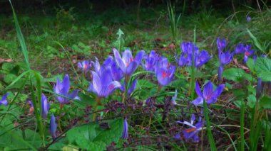Sonbahar çiçeği - Crocus sativus, sonbaharın mor çiçekleri bir bahçede çiçek açan krukus