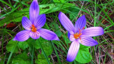 Sonbahar çiçeği - Crocus sativus, sonbaharın mor çiçekleri bir bahçede çiçek açan krukus