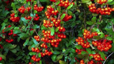 Pyracantha Şp. - Süslü bitkiler kırmızı - Bahçede tohumlu sarı meyveler