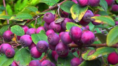 Çalılıklarda kırmızı meyveler, Cotoneaster Sp. - Anjiosperm, Rosaceae, Malinae
