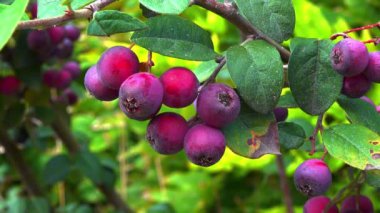 Çalılıklarda kırmızı meyveler, Cotoneaster Sp. - Anjiosperm, Rosaceae, Malinae