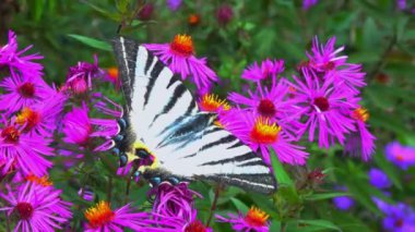 Kırlangıç, Iphiclides podalirius, kelebek, Ukrayna 'daki bir bahçede kırmızı paskalya çiçeklerinde nektar toplar.