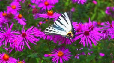 Kırlangıç kuyruğu - Iphiclides podalirius, kelebek kırmızı paskalya çiçeklerinde nektar toplar