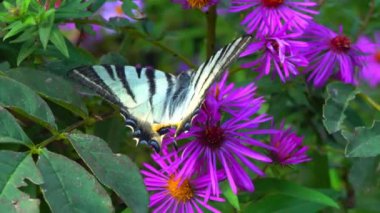 Kırlangıç, Iphiclides podalirius, kelebek, Ukrayna 'daki bir bahçede kırmızı paskalya çiçeklerinde nektar toplar.