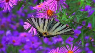Kırlangıç, Iphiclides podalirius, kelebek, bir bahçede kırmızı paskalya çiçekleri üzerinde nektar toplar.