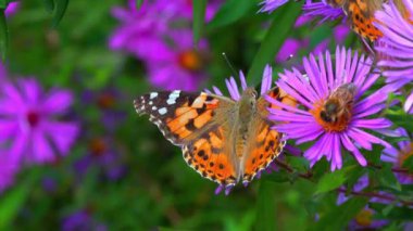 Kelebek boyalı bayan Vanessa Cardui bahçedeki sonbahar çiçeklerinden nektar topluyor.