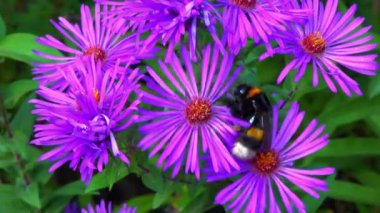 Büyük bir yaban arısı - Bombus - bir bahçedeki süs makinesinin çiçeklerinde nektar toplar.