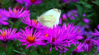 Lahana kelebeği Pieris sutyen - beyaz kelebek bahçedeki Astra çiçeklerinde nektar topluyor