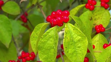 Amur hanımeli Lonicera maackii, ağaçtaki kırmızı böğürtlen bahçedeki yeşil yaprakların arka planında