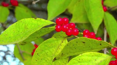 Amur hanımeli Lonicera maackii, ağaçtaki kırmızı böğürtlen bahçedeki yeşil yaprakların arka planında