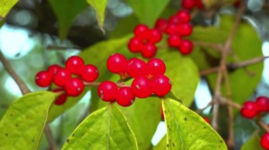 Amur hanımeli Lonicera maackii, ağaçtaki kırmızı böğürtlen bahçedeki yeşil yaprakların arka planında