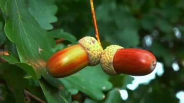 Quercus robur - pedunculate meşe ağacı ya da İngiliz meşesi, yeşil yapraklı bir arka planda kahverengi meşe palamudu.