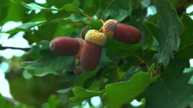 Quercus robur - pedunculate meşe ağacı ya da İngiliz meşesi, yeşil yapraklı bir arka planda kahverengi meşe palamudu.