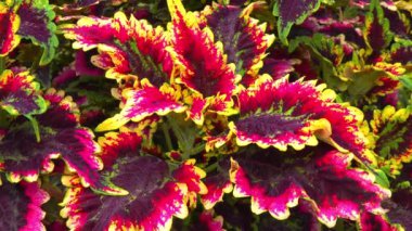 Coleus 'un Cultivar' ı - hullwort, spurflower, flybush, kirpi çiçeği - bahçesinde renkli parlak yaprakları olan süs bitkisi