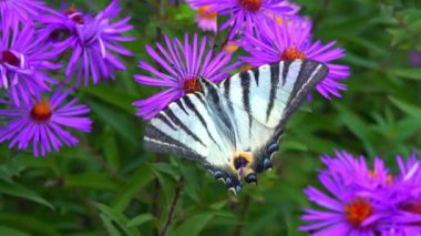 Kırlangıç, Iphiclides podalirius, kelebek, Ukrayna 'daki bir bahçede kırmızı paskalya çiçeklerinde nektar toplar.