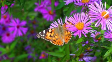 Kelebek boyalı kadın (Vanessa cardui) bahçedeki sonbahar çiçeklerinden nektar toplar.