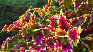 Coleus 'un Cultivar' ı - hullwort, spurflower, flybush, kirpi çiçeği - bahçesinde renkli parlak yaprakları olan süs bitkisi