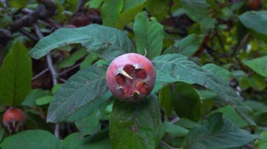 Medlar ya da sıradan medlar - Mespilus germanica, yeşil yaprakların arka planında tohumları olan kahverengi yenilebilir tatlı meyve