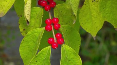 Amur hanımeli Lonicera maackii, ağaçtaki kırmızı böğürtlen bahçedeki yeşil yaprakların arka planında
