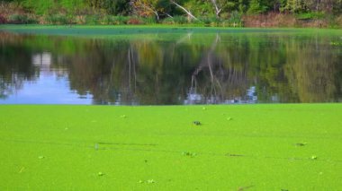 Yüzen su bitkileriyle kaplı sessiz bir gölün düz yüzeyi Wolffia, Ördek otu Lemna ve Pistia stratiotes