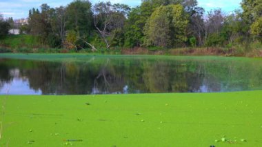 Yüzen su bitkileriyle kaplı sessiz bir gölün düz yüzeyi Wolffia, Ördek otu Lemna ve Pistia stratiotes