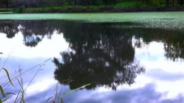 Yüzen su bitkileriyle kaplı sessiz bir gölün düz yüzeyi Wolffia, Ördek otu Lemna ve Pistia stratiotes