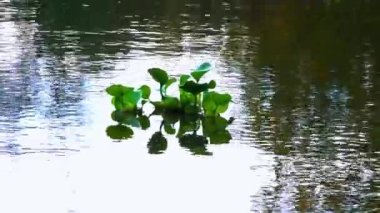 Pontederia crassipes Eichhornia crassipes - yaygın su sümbülü olarak bilinen su bitkileri arasında yüzer