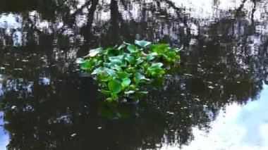 Pontederia crassipes Eichhornia crassipes - yaygın su sümbülü olarak bilinen su bitkileri arasında yüzer