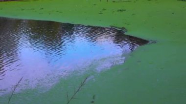 Yüzen su bitkileriyle kaplı sessiz bir gölün düz yüzeyi Wolffia, Ördek otu Lemna ve Pistia stratiotes