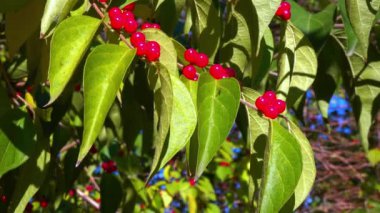 Amur hanımeli Lonicera sp., yeşil yaprakların arka planında kırmızı böğürtlen
