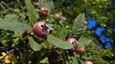 Medlar ya da sıradan medlar - Mespilus germanica, yeşil yaprakların arka planında tohumları olan kahverengi yenilebilir tatlı meyve