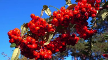 Pyracantha Şp. - Süslü bitkiler kırmızı - Sarı meyveli tohumlar mavi gökyüzüne karşı bahçede