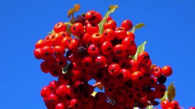 Pyracantha Şp. - Süslü bitkiler kırmızı - Sarı meyveli tohumlar mavi gökyüzüne karşı bahçede