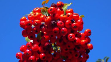 Pyracantha Şp. - Süslü bitkiler kırmızı - Sarı meyveli tohumlar mavi gökyüzüne karşı bahçede