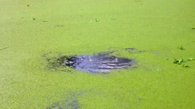 Yüzen su bitkileriyle kaplı sessiz bir gölün su yüzeyinde Wolffia, Duckweed Lemna ve Pistia stratiotes
