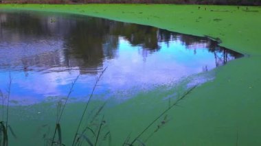 Yüzen su bitkileriyle kaplı sessiz bir gölün düz yüzeyi Wolffia, Ördek otu Lemna ve Pistia stratiotes