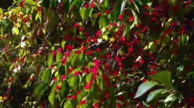 Amur hanımeli Lonicera sp., yeşil yaprakların arka planında kırmızı böğürtlen