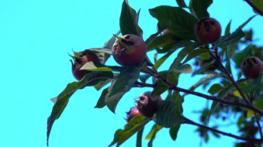 Medlar ya da sıradan medlar - Mespilus germanica, bahçede mavi gökyüzüne karşı tohumları olan kahverengi yenilebilir tatlı meyve