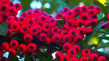 Pyracantha Şp. - Süslü bitkiler kırmızı - Sarı meyveli tohumlar mavi gökyüzüne karşı bahçede