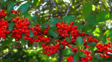 Pyracantha Şp. - Süslü bitkiler kırmızı - Bahçede tohumlu sarı meyveler