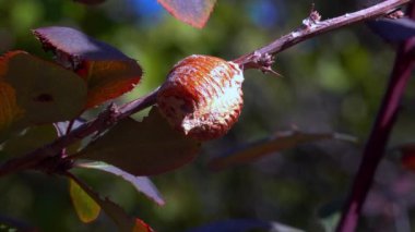 Koza - ootheca- Kafkasya Ağacı 'nın yumurtalarıyla Hiyerodula transkafkasikası bir çalı dalında