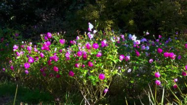 Odessa, Ukrayna 'da bir parkta sonbahar açan kırmızı ve pembe bahçe gülleri