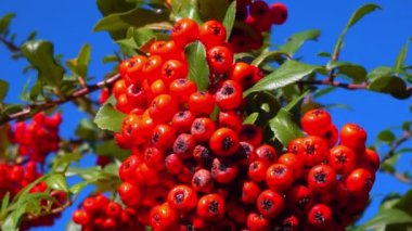 Pyracantha Şp. - Süslü bitkiler kırmızı - Sarı meyveli tohumlar mavi gökyüzüne karşı bahçede